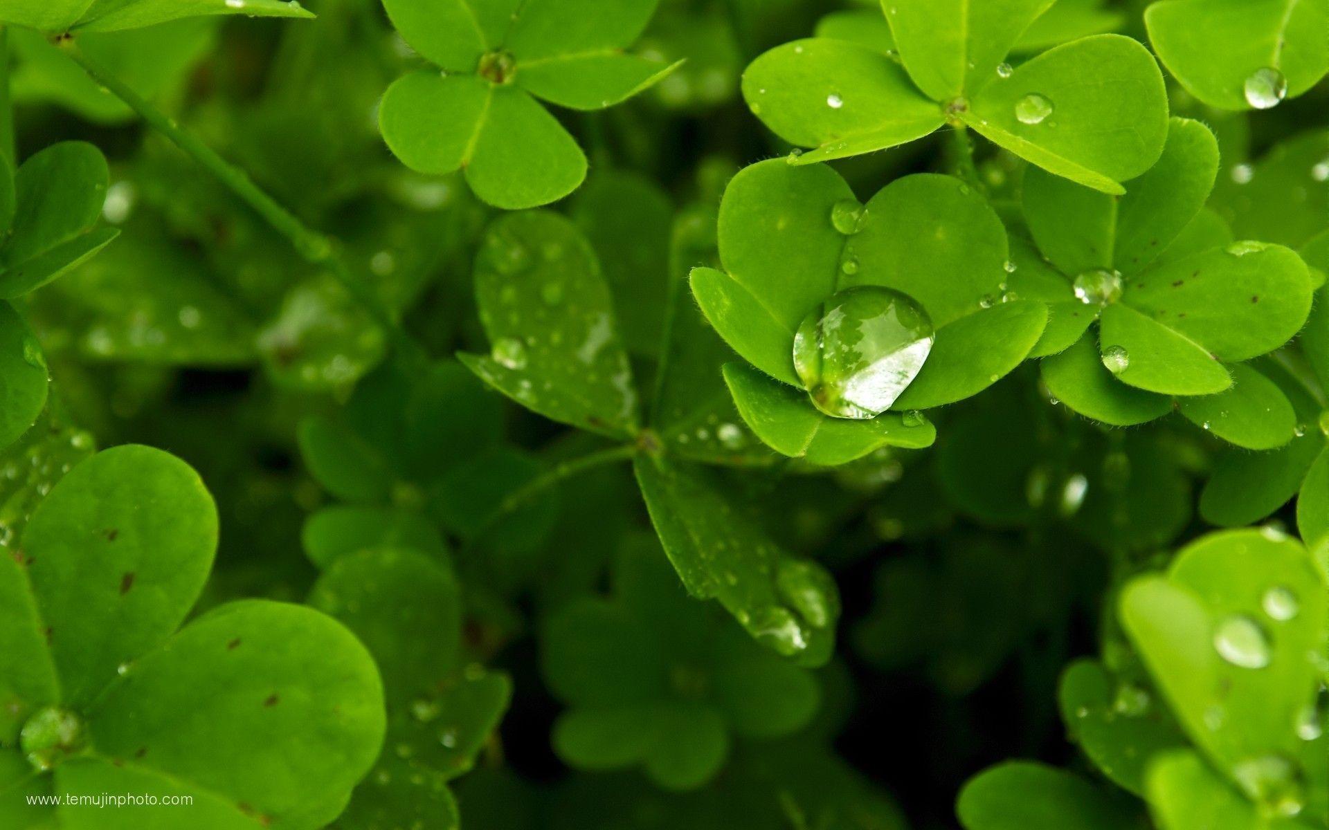 image For > Shamrock Desktop Wallpaper