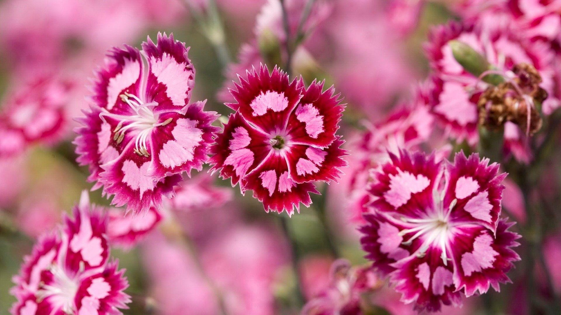 Beautiful Pink Flowers Desktop Wallpaper