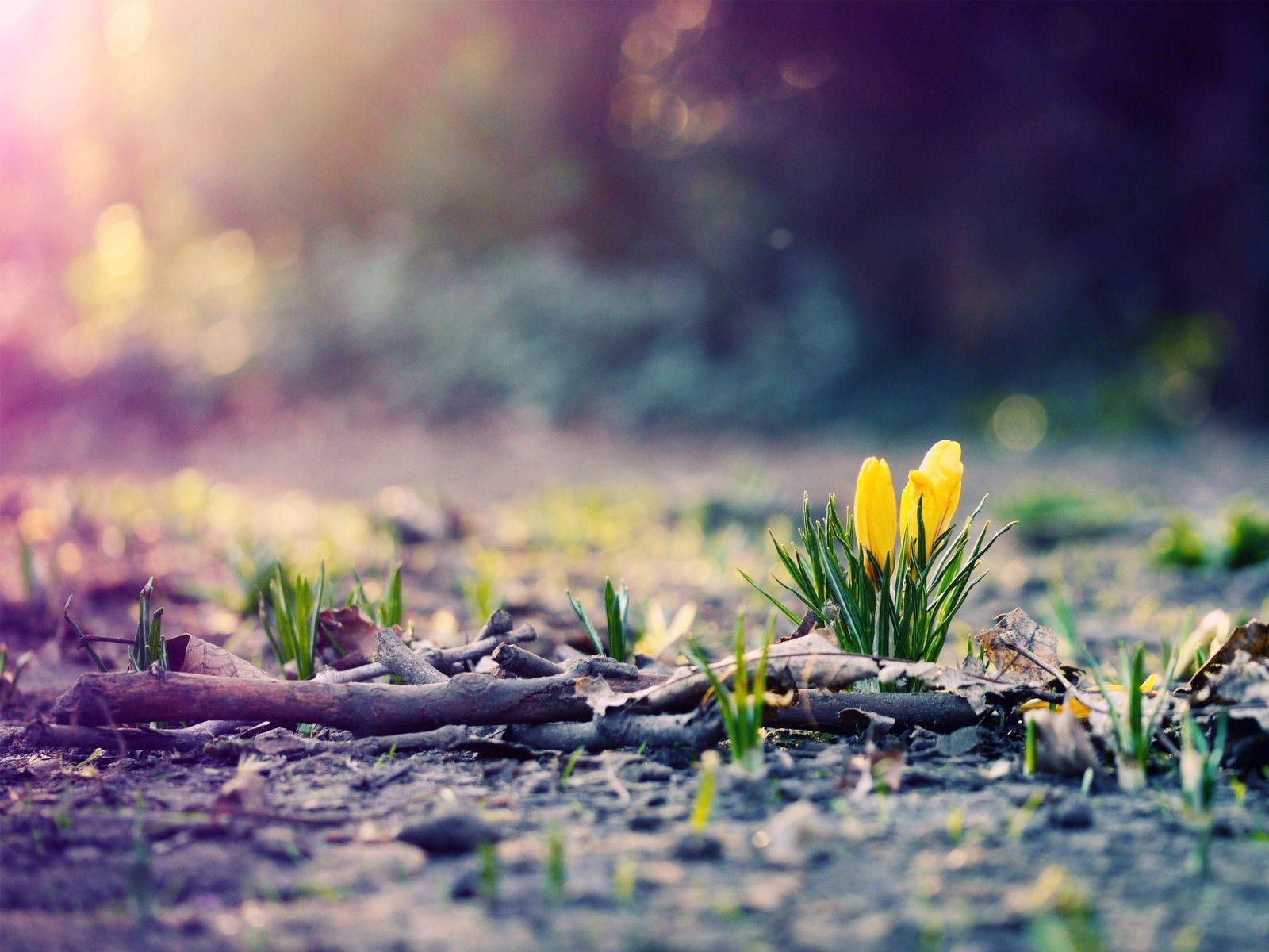 Picture For Spring Springs Wallpaper, Free Widescreen HD wallpaper