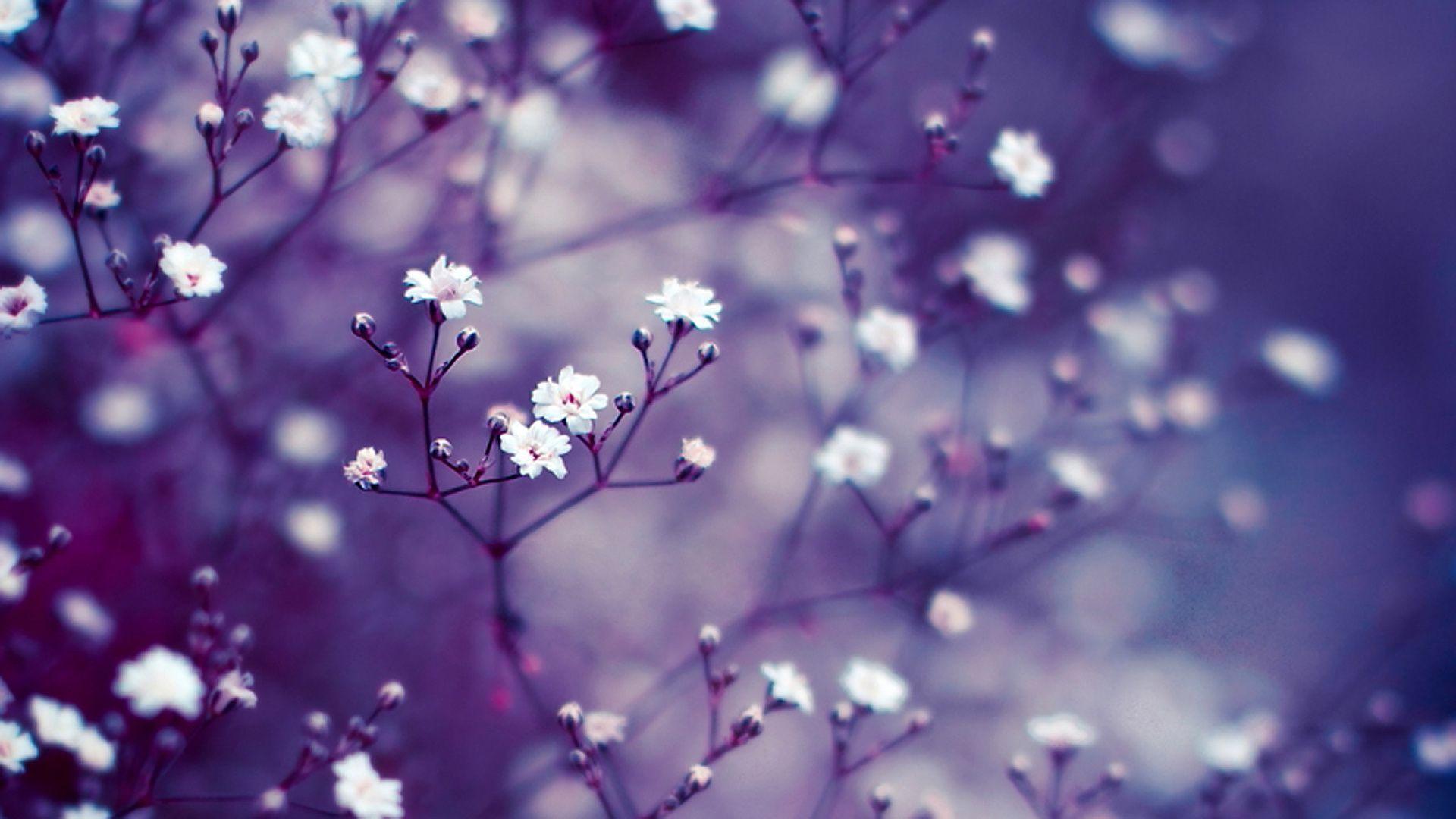 image For > Lavender Colored Flowers