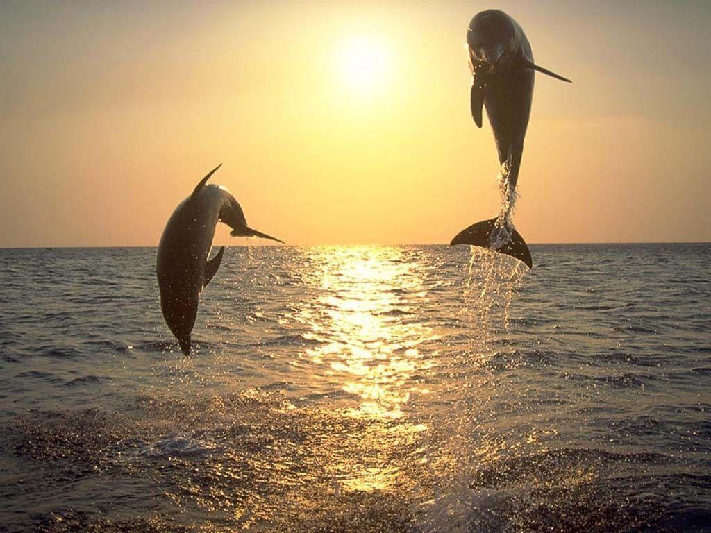 Dolphins Wallpaper Mobile Mac for HD Dolphin 1024x768PX