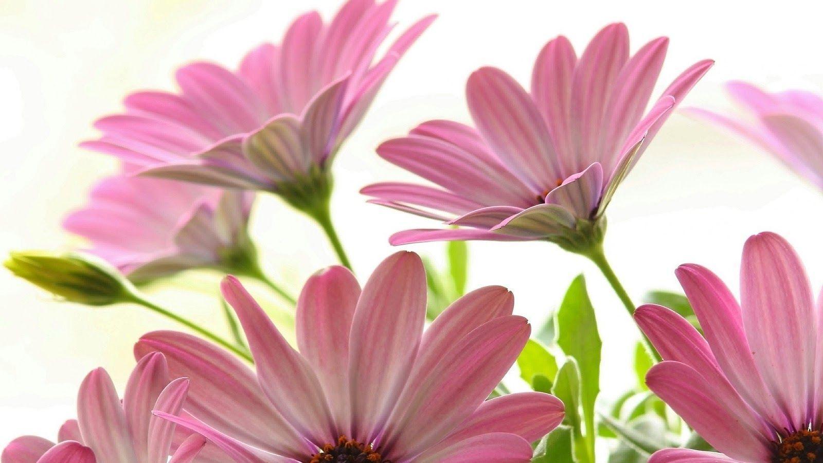 Wallpaper For > Pink Daisy iPhone Wallpaper