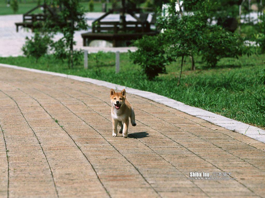 Shiba Inu Puppy Photo Inu Dog wallpaper 1024x768 NO.8