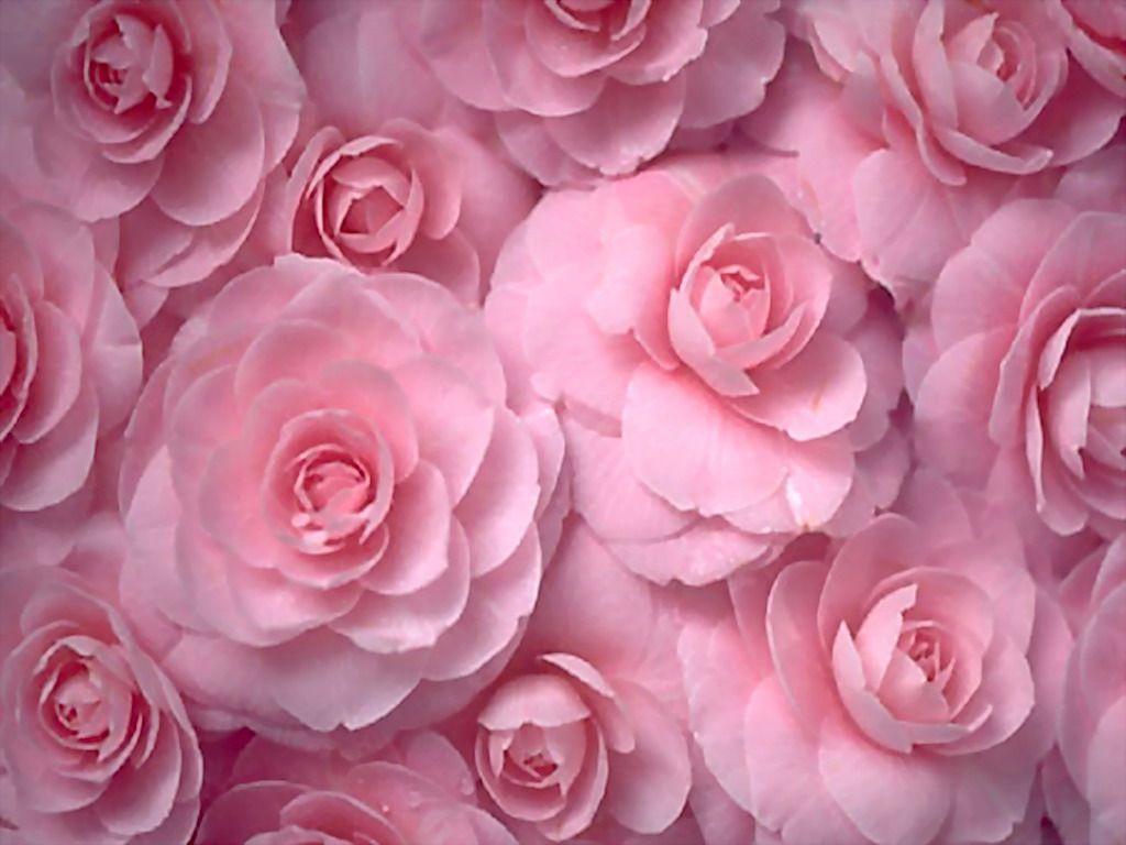 pink wallpaper Search Engine