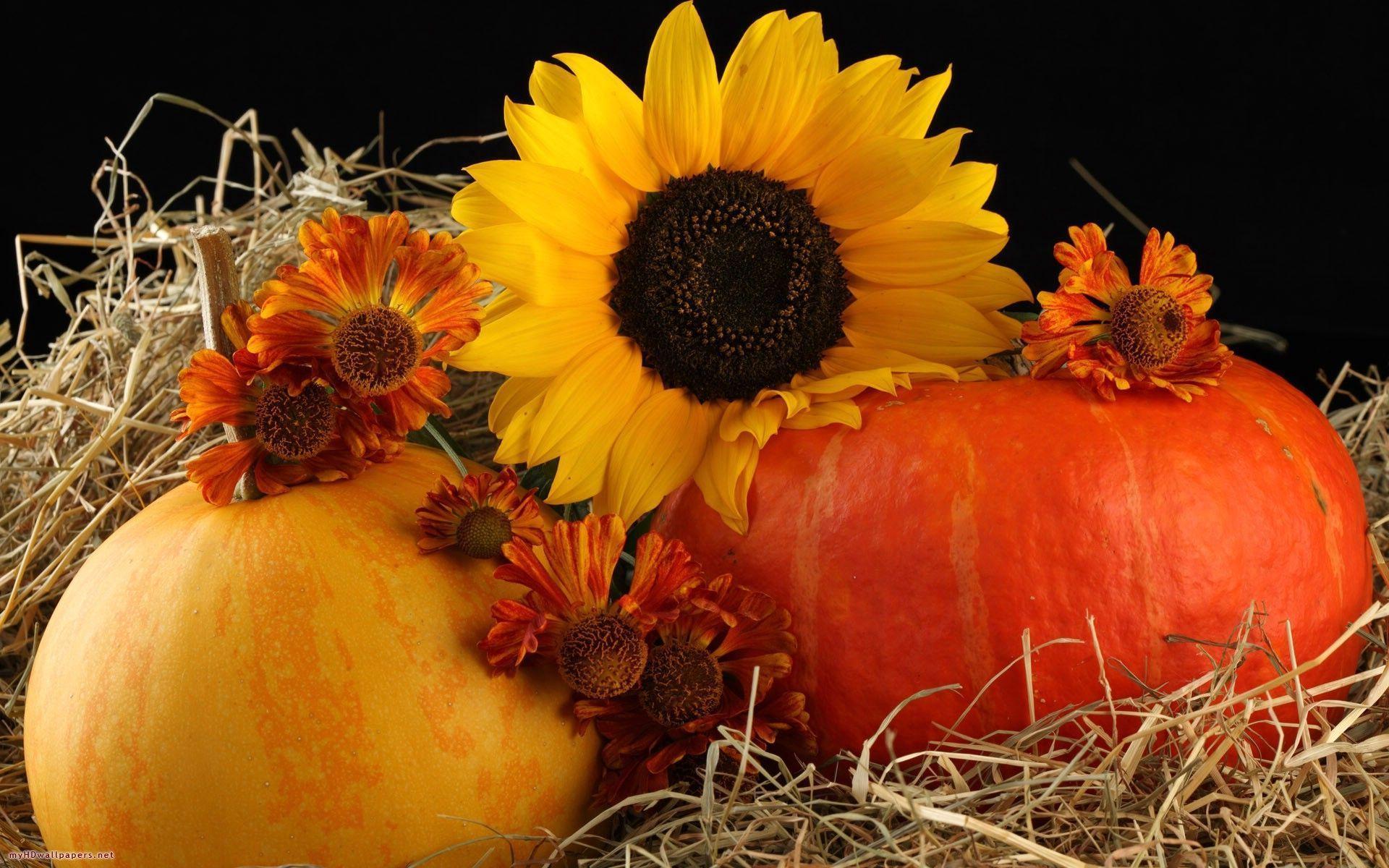 HD Pumpkin Wallpapers Wallpaper Cave