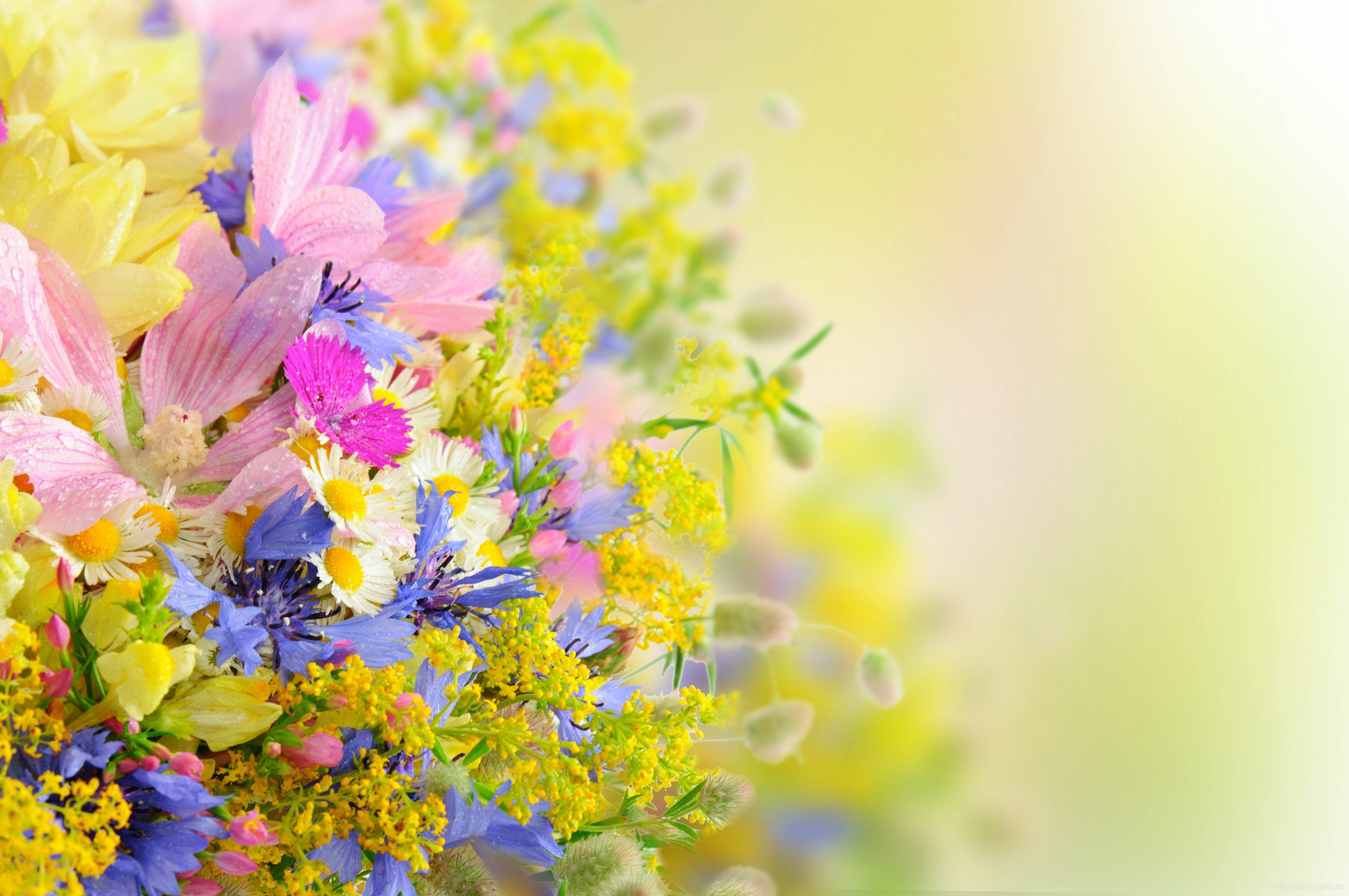 Download Pretty Flowers Wallpaper 9121 4000x2657 px High