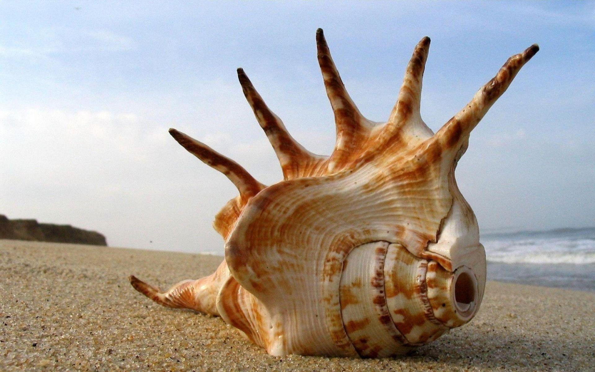 Sea Shell Beach Wallpaper