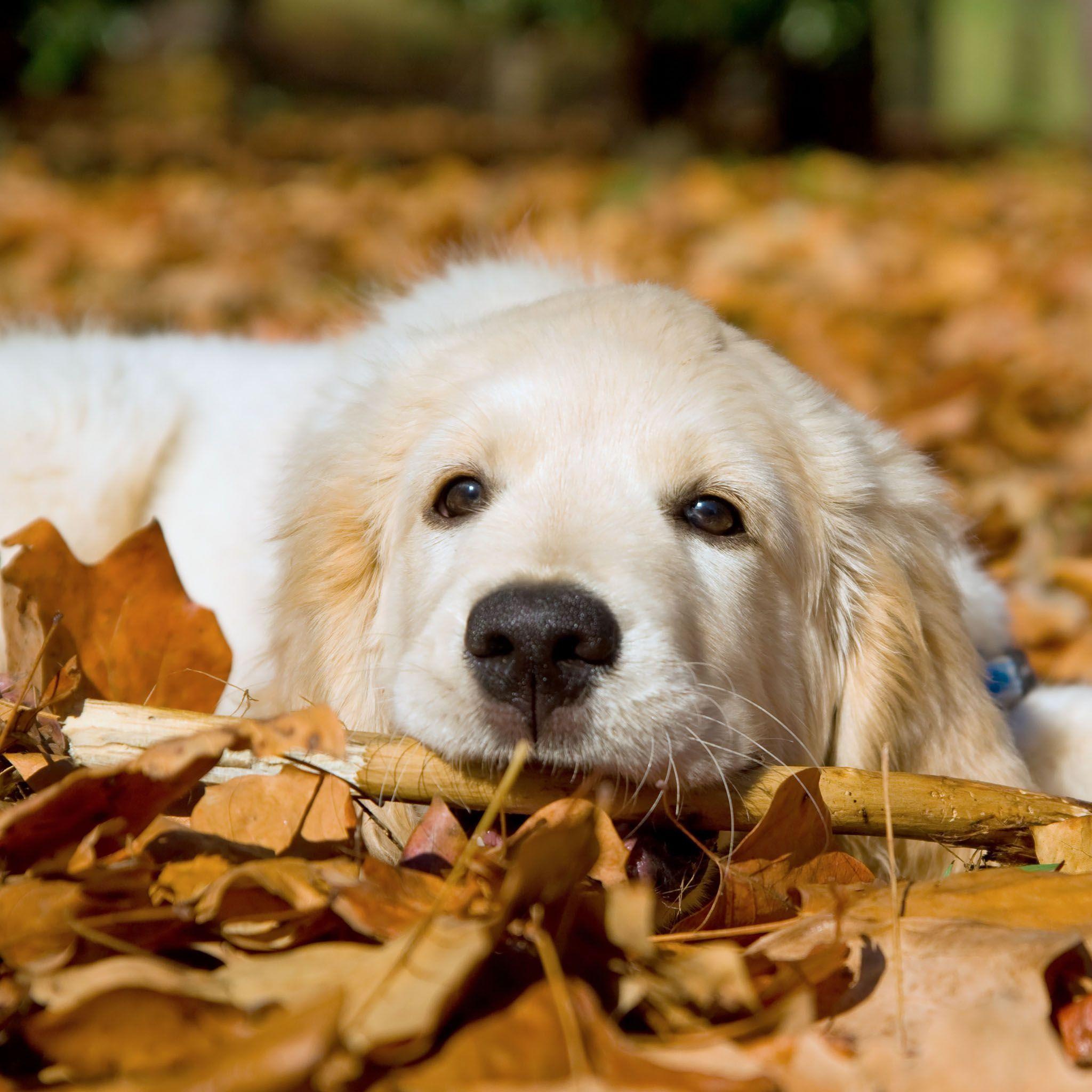 Golden Retriever Puppy In Leaves / HD iPad Wallpaper