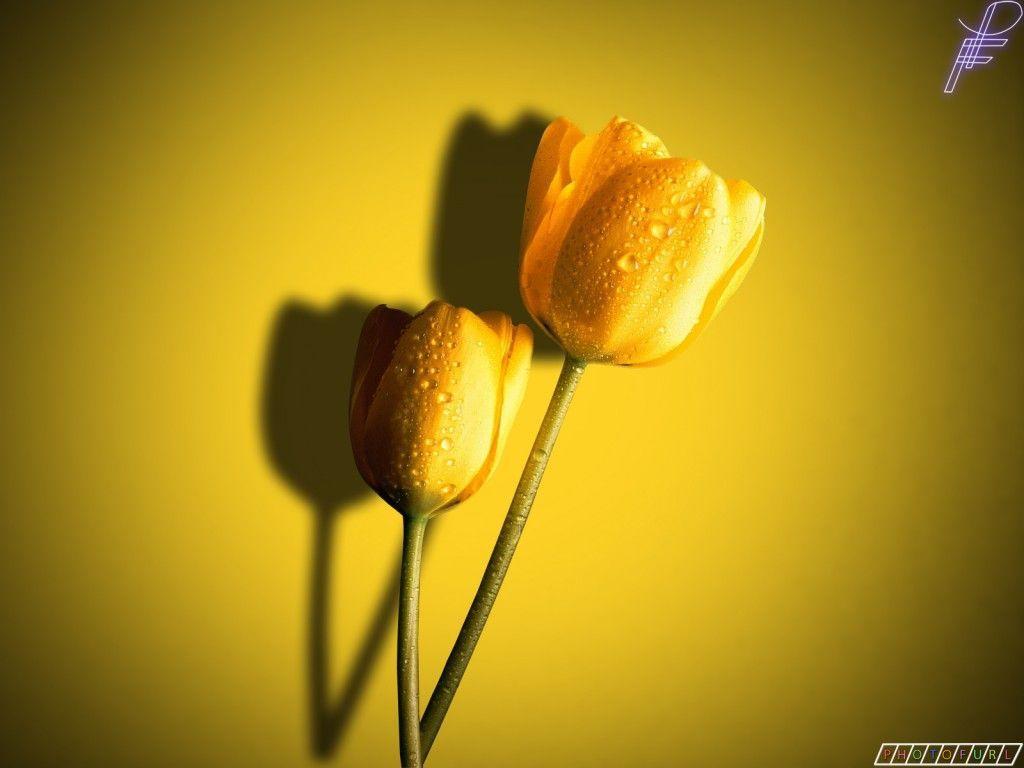 Download Yellow Colour Wallpapers Wallpaper Cave