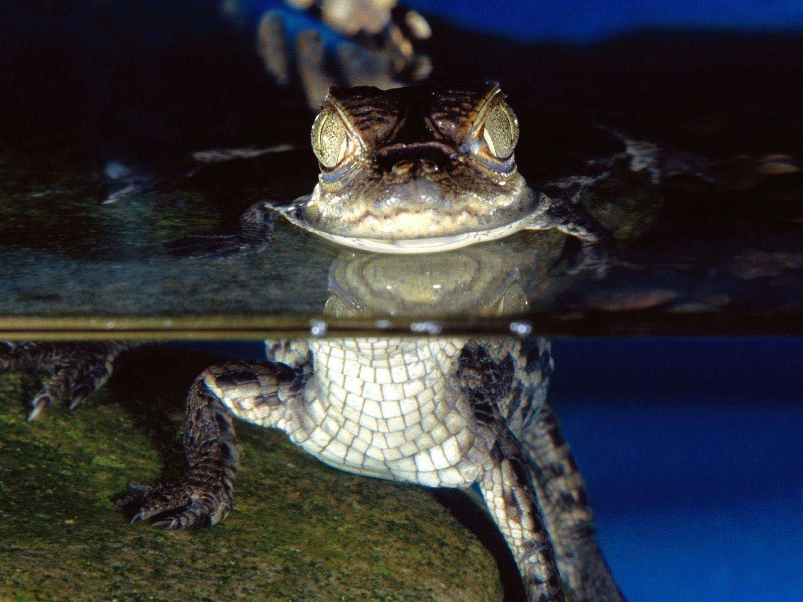 little alligator wallpaper
