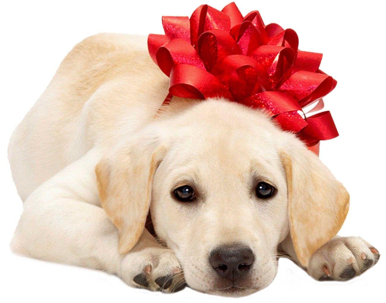 Christmas Puppies Photo. All Puppies Picture and Wallpaper