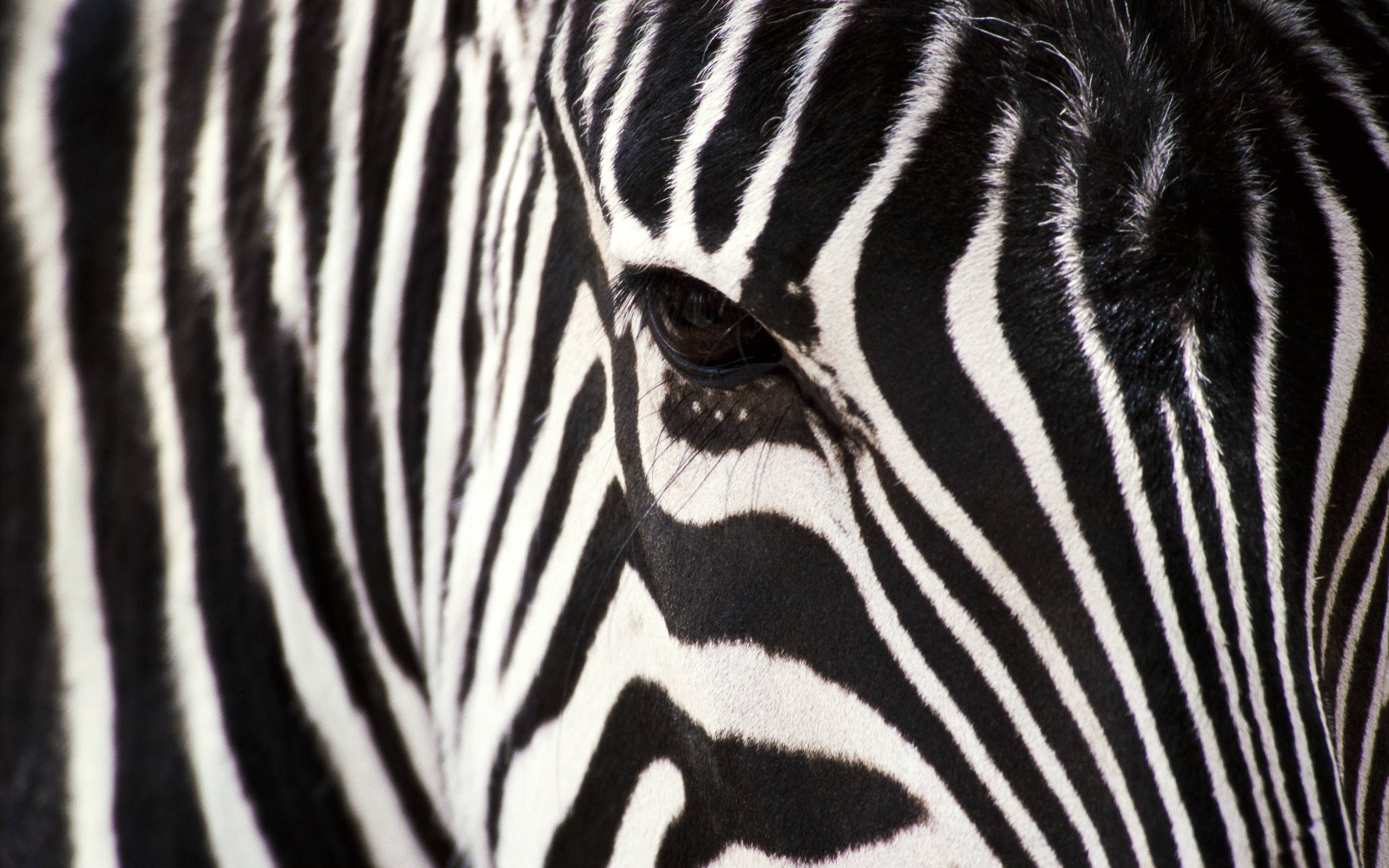 Zebra Face Background Wallpaper