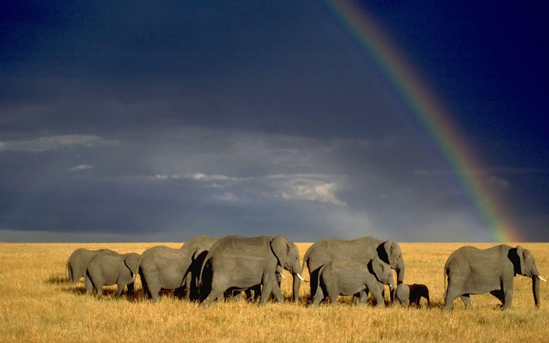 Animals Elephants African Wallpaper