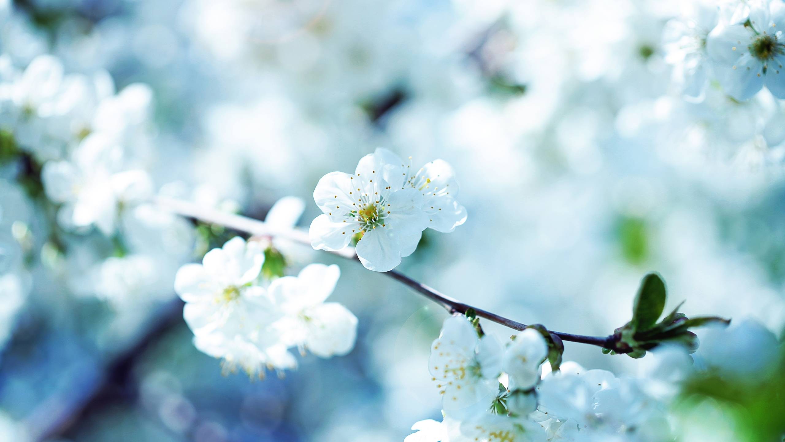 Nature Spring Season Blossoms Flowers Wallpape Wallpaper