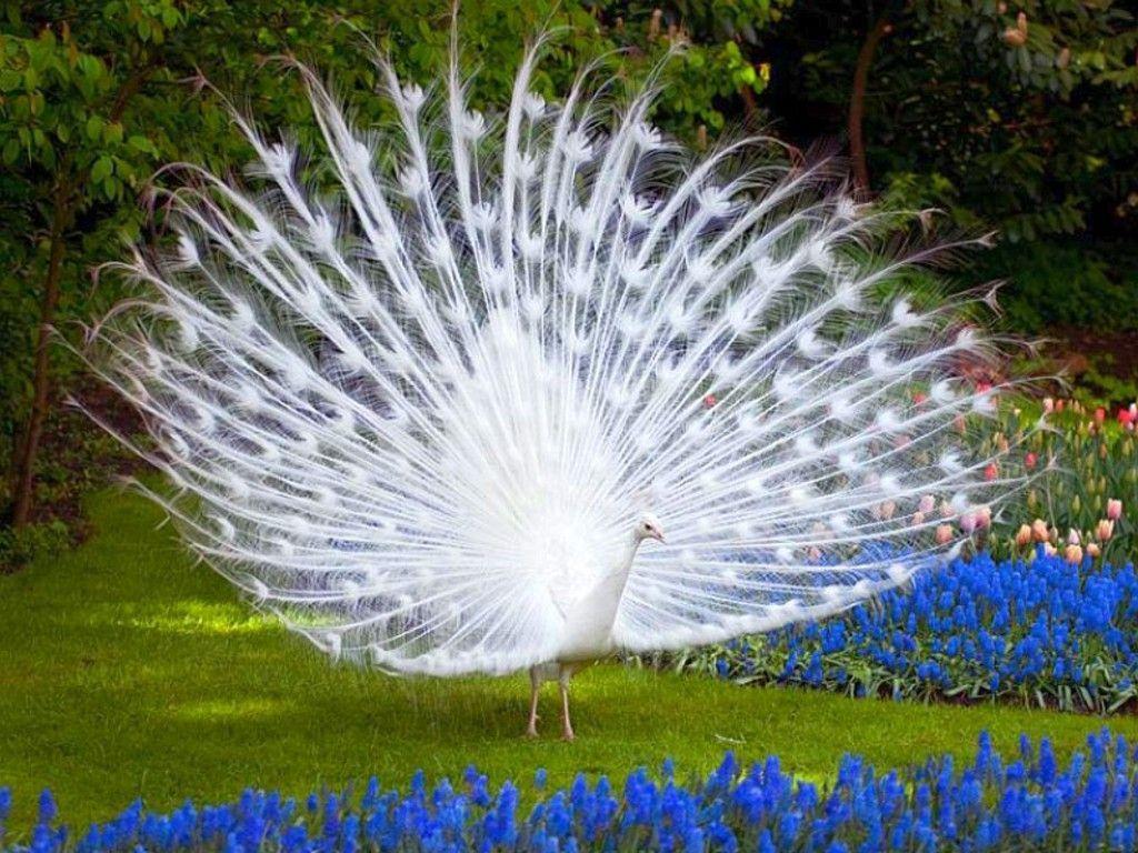 White Peacock Wallpaper and Background