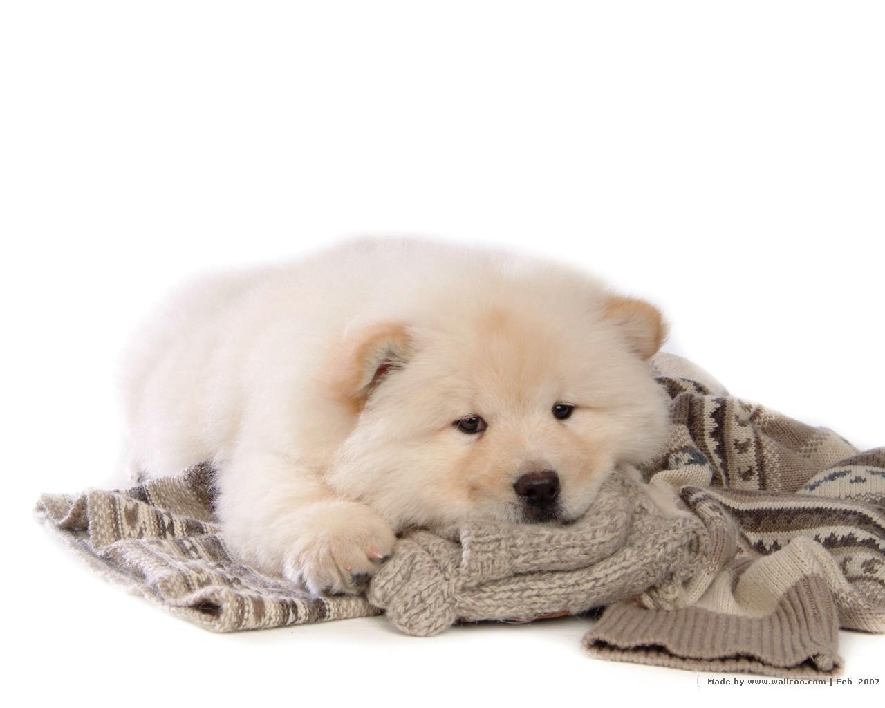 Puppies image Chow Chow Puppy Wallpaper HD wallpaper and background