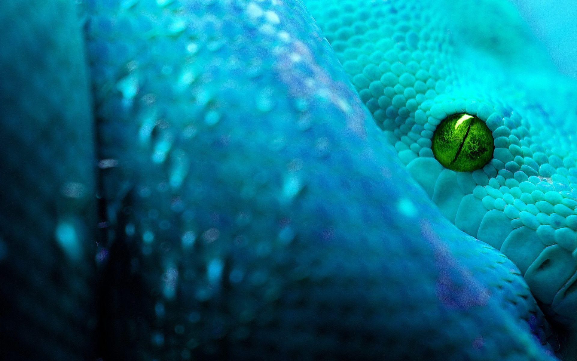 image For > Blue Snakes Wallpaper