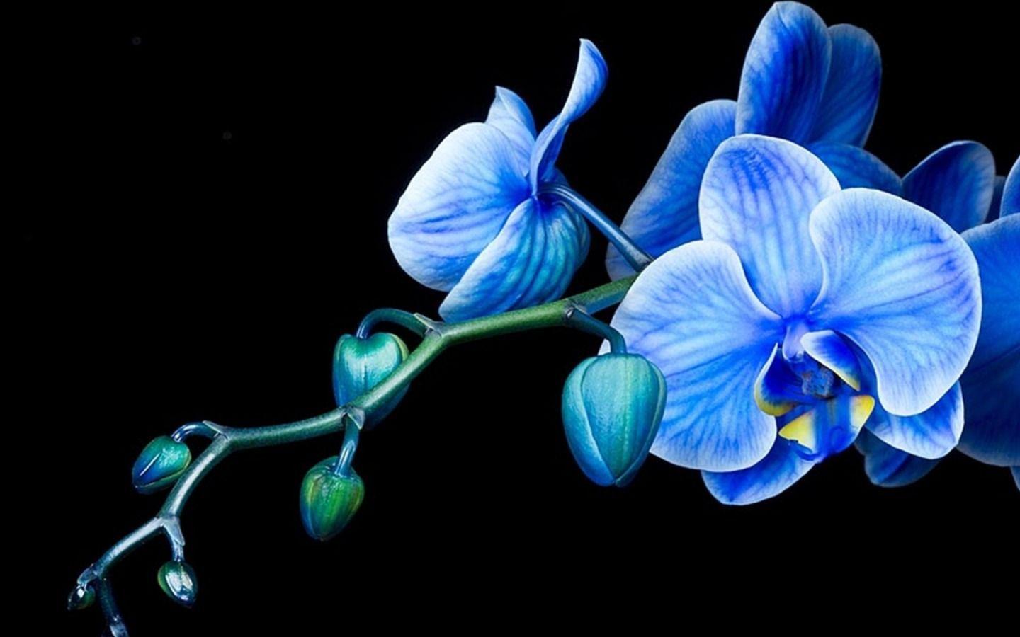 eletragesi: Blue Orchid Wallpaper Image