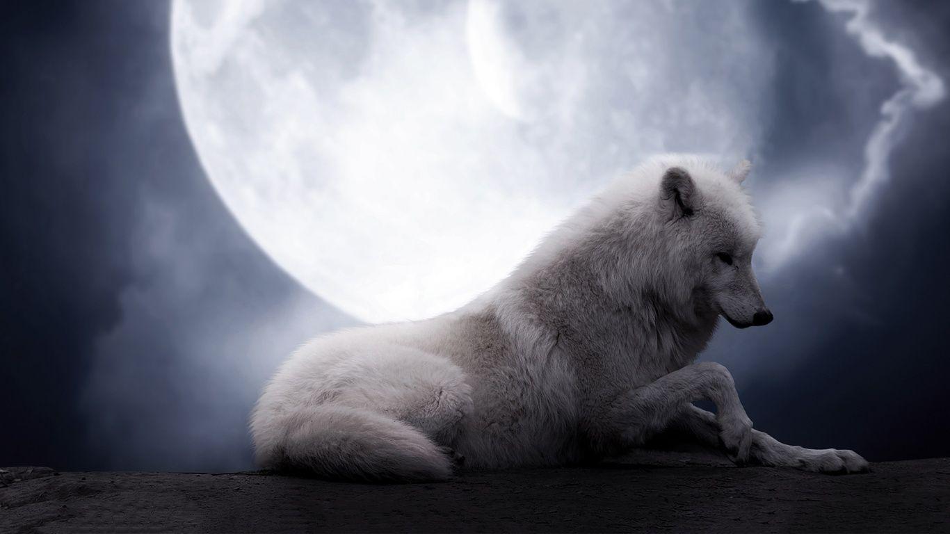 Wolf HD Wallpaper Wallpaper Inn
