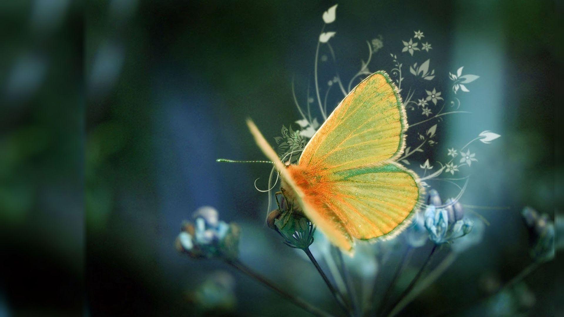 Yellow Butterfly Wallpaper For Desktop. HD Wallpaper. Desktop