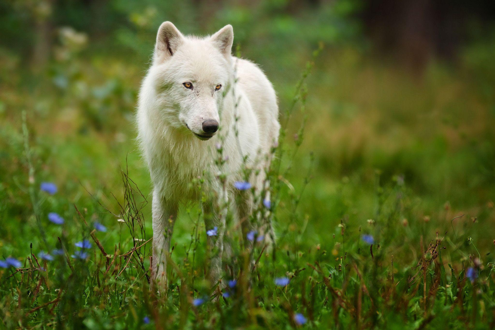 Arctic Wolf Wallpaper For Background Wallpaper. Risewall