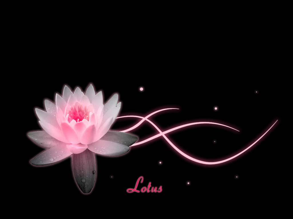 Lotus wallpaper hintergrundbild art
