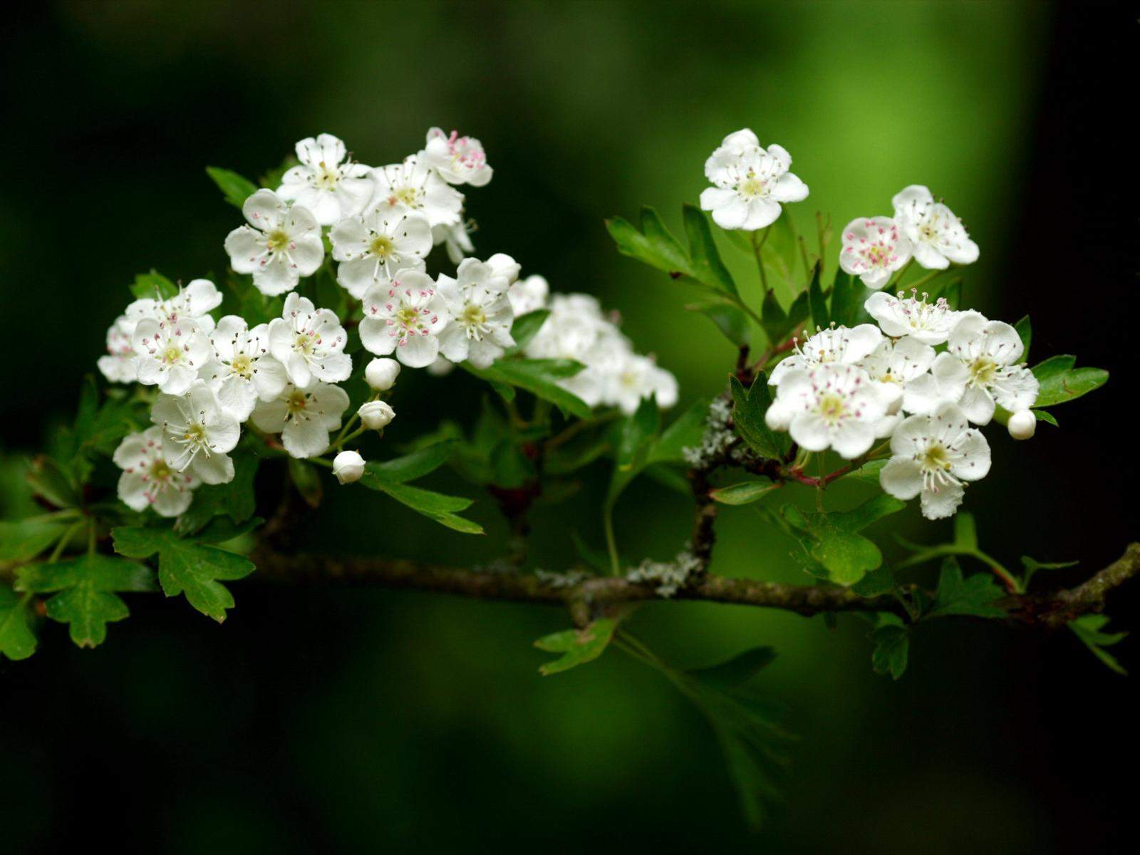 white flower wallpaper 4k for pc