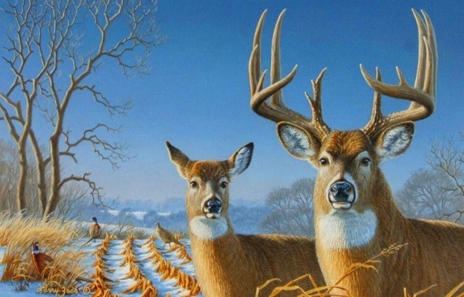 Deer Pair Buck Blue Sky Fowl Doe Antlers HD wallpaper #