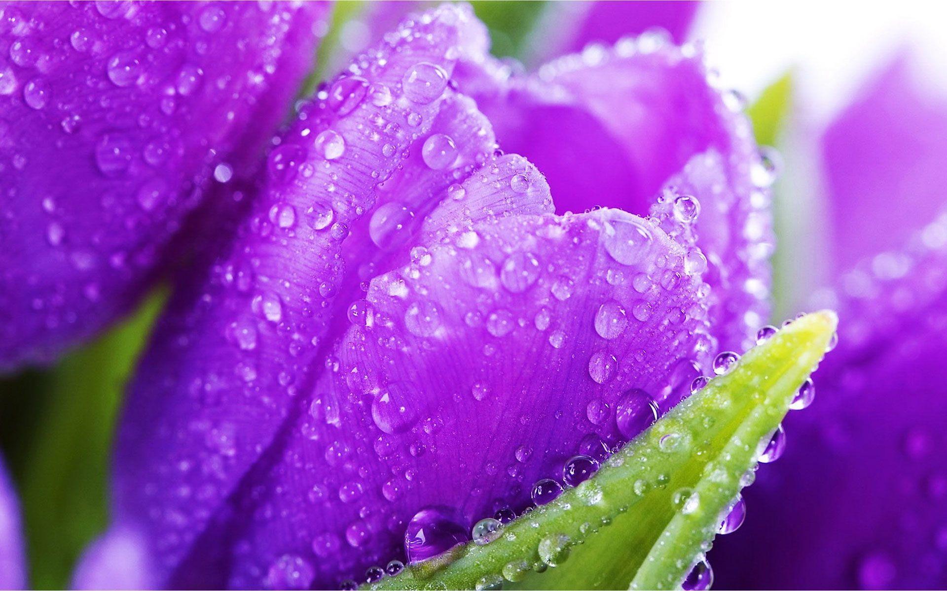 Wet Purple Tulips Wallpaper