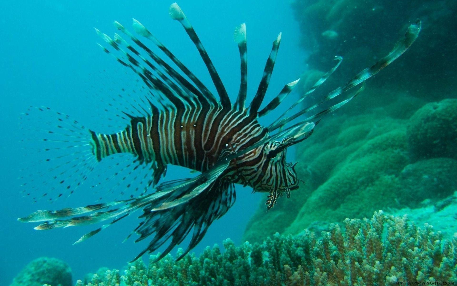 Awesome Ocean Lionfish Great Barrier Reef Desktop