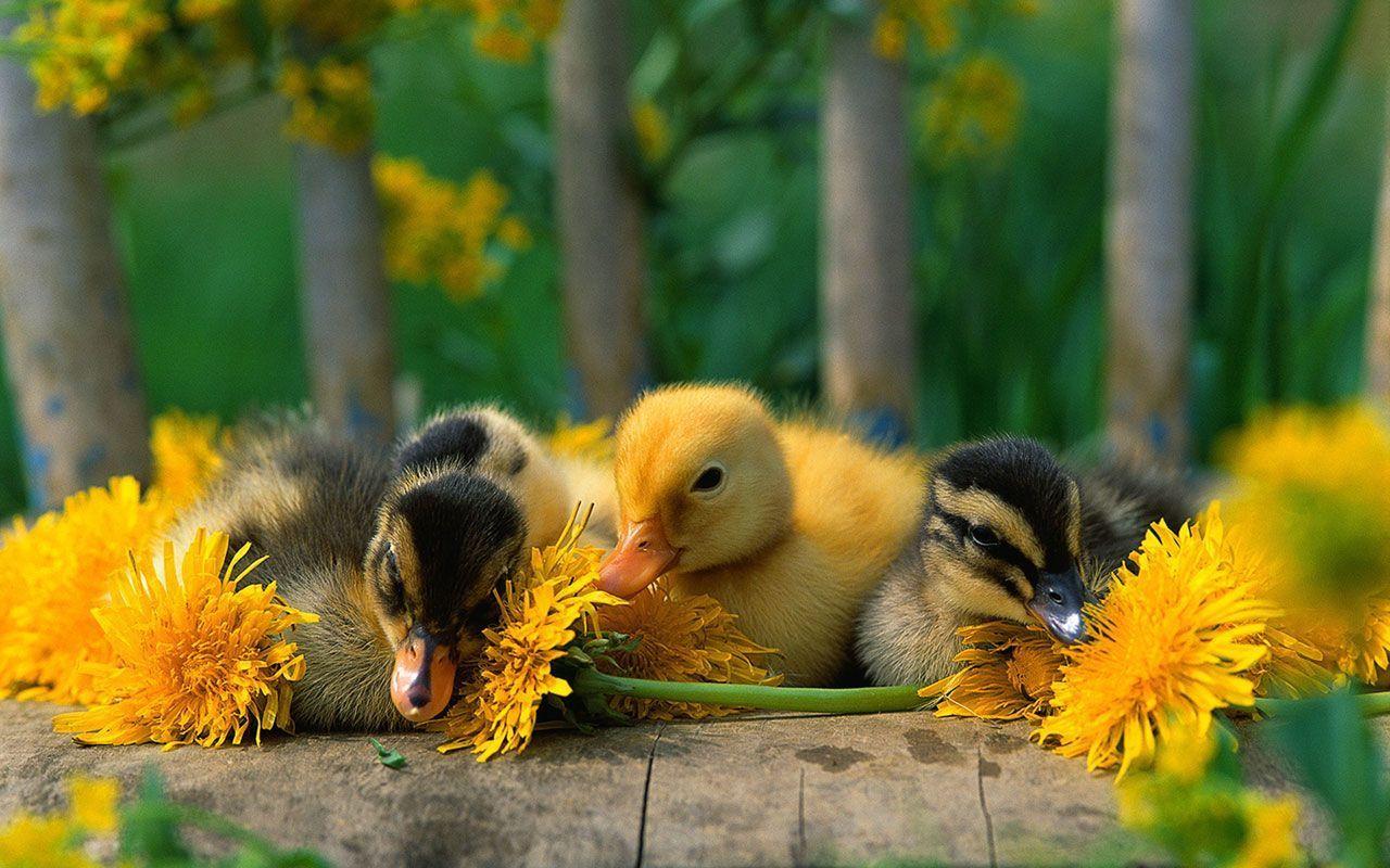 Cute Duckling Wallpapers 4949 1280x800 px