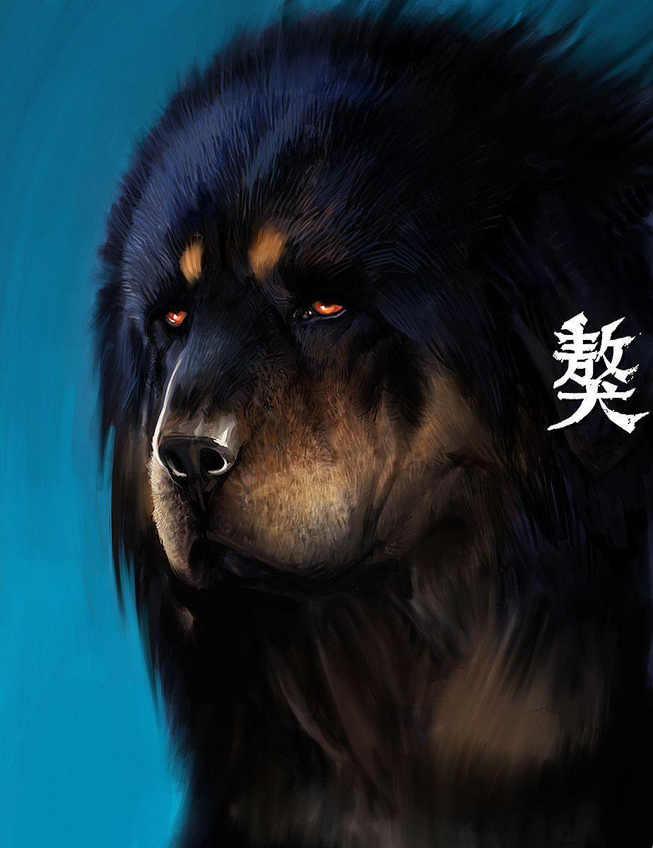 Tibetan Mastiff Exclusive HD Wallpaper #