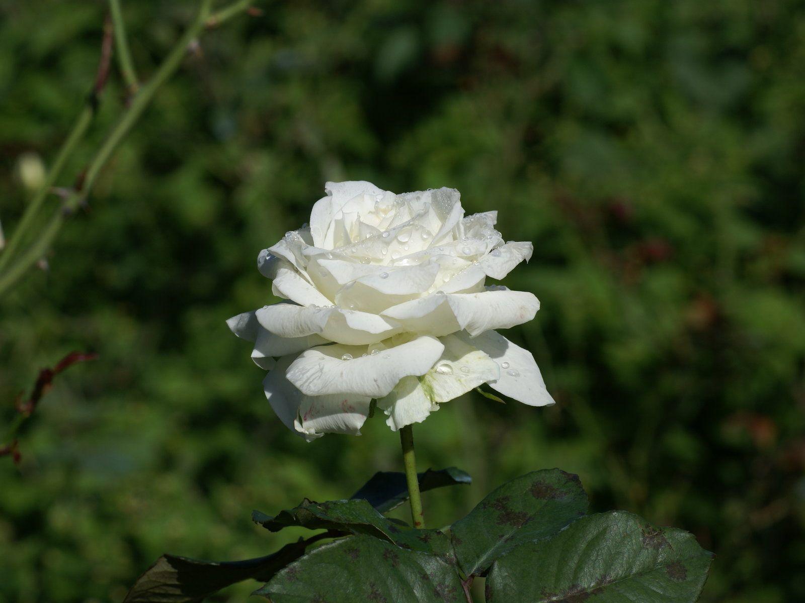 White Rose HD Wallpaper. Sky HD Wallpaper