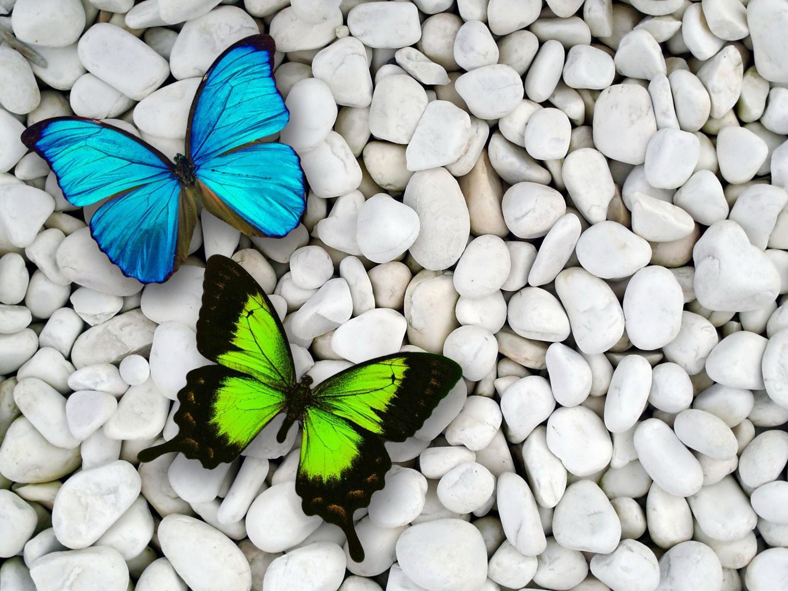 Blue green butterfly and stone contrast. Wallpaper & background. P
