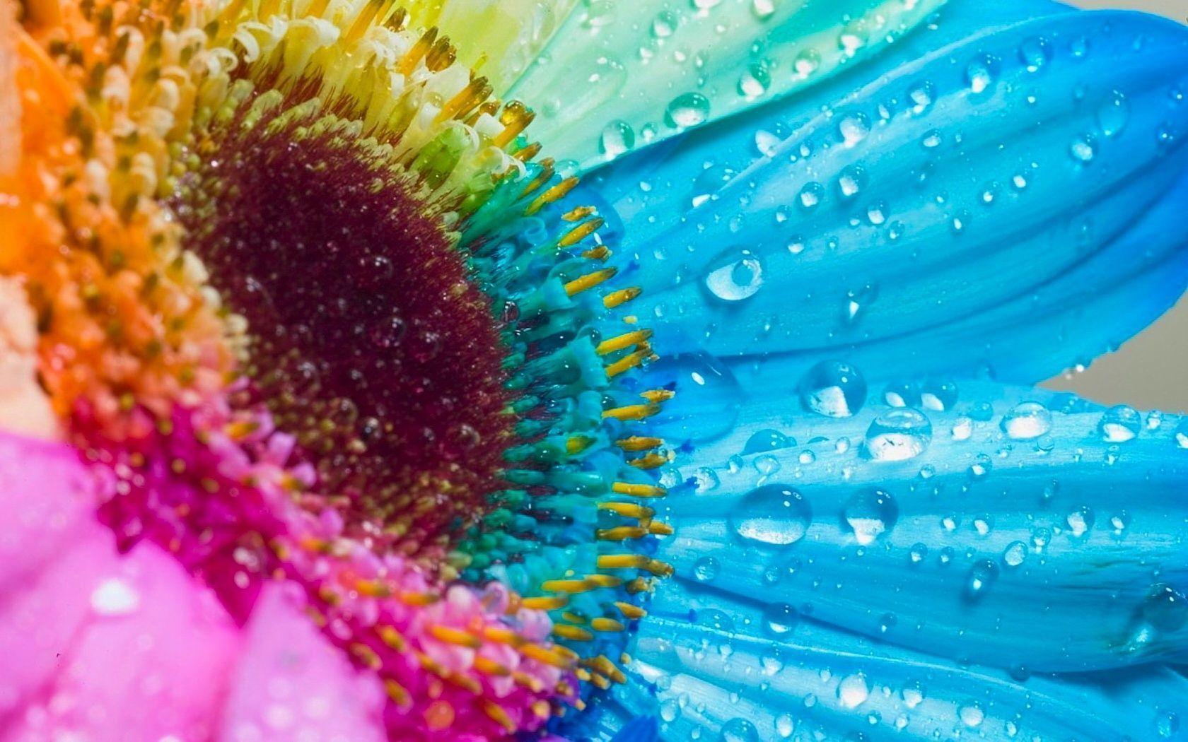 Colorful Sun Flower HD Wallpaper Desktop Background Free