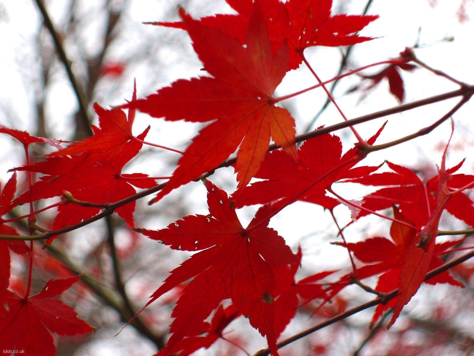autumn maple leafs red background wallpaper desktop Car Picture