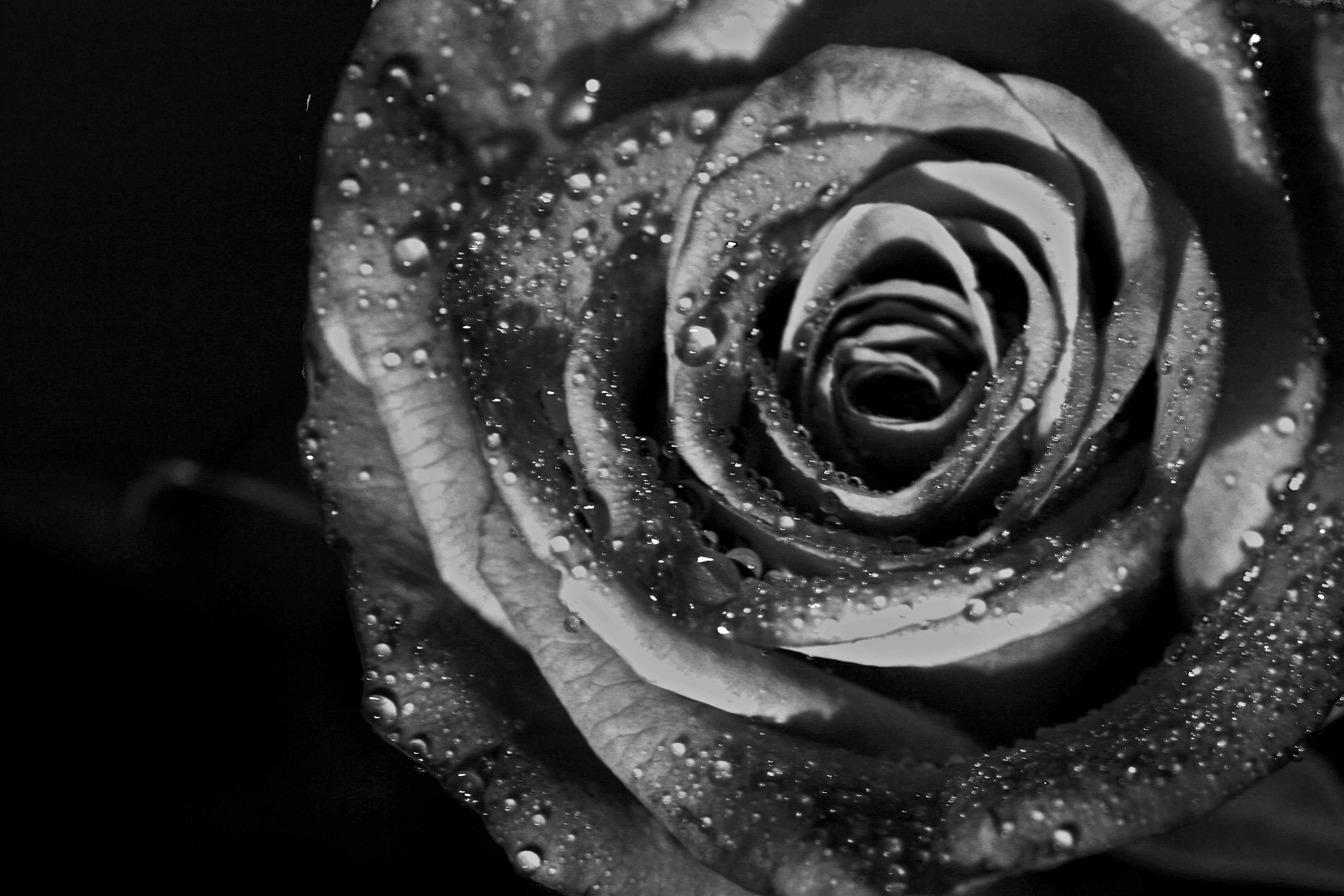 Black And White Roses Wallpapers Wallpaper Cave