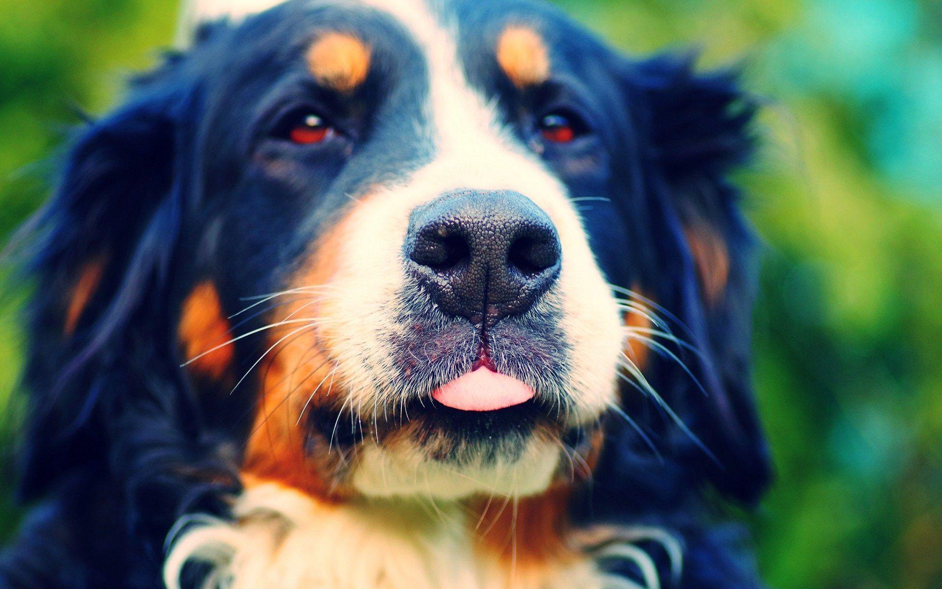 Australian Shepherd Dog Photo HD Wallpaper