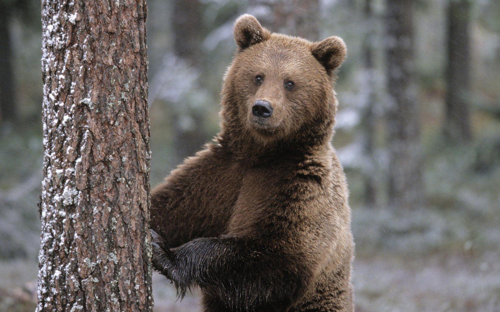 Bear Bears Nice Background Amazing