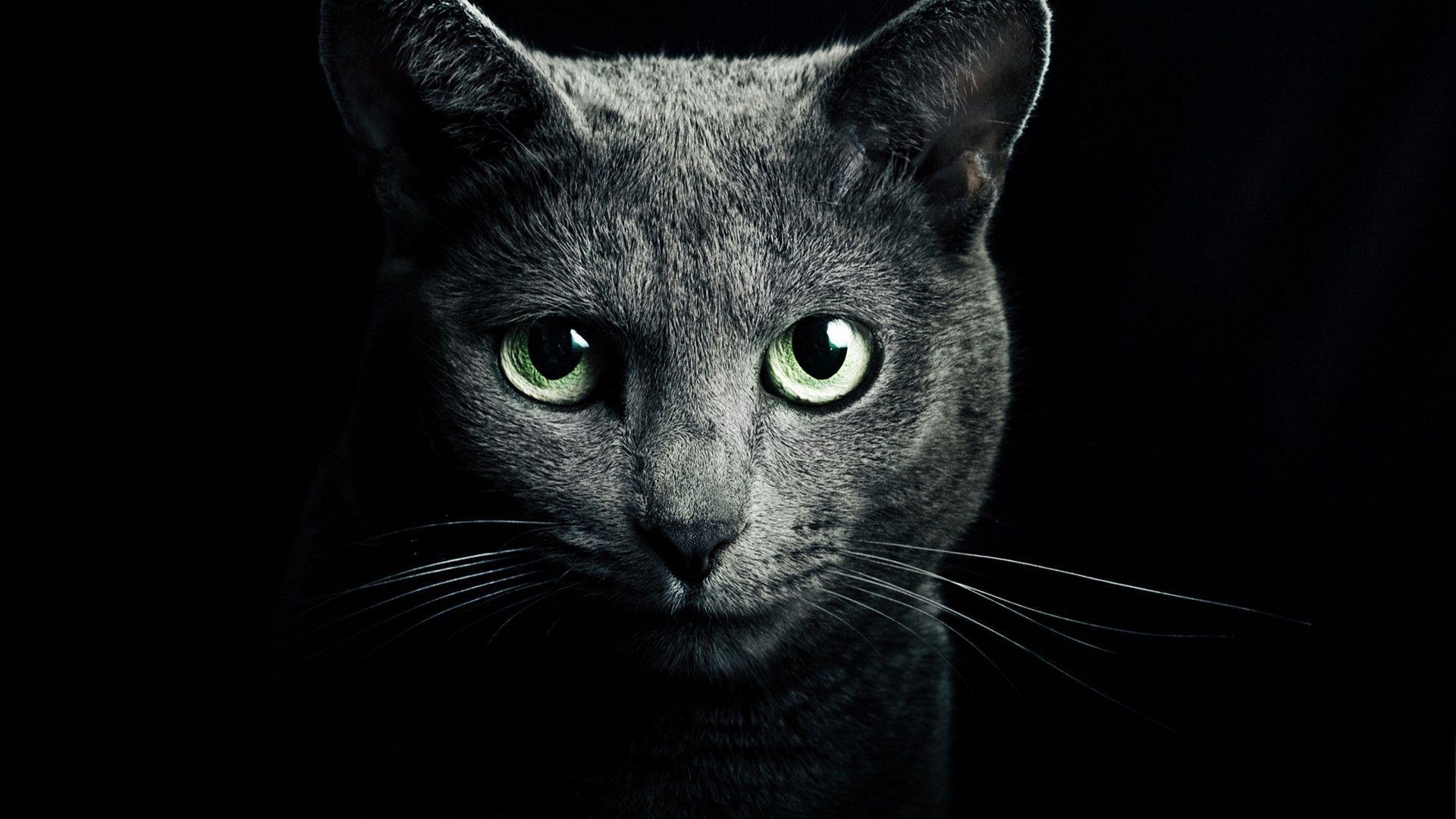 Black Cats With Green Eyes Background Wallpaper