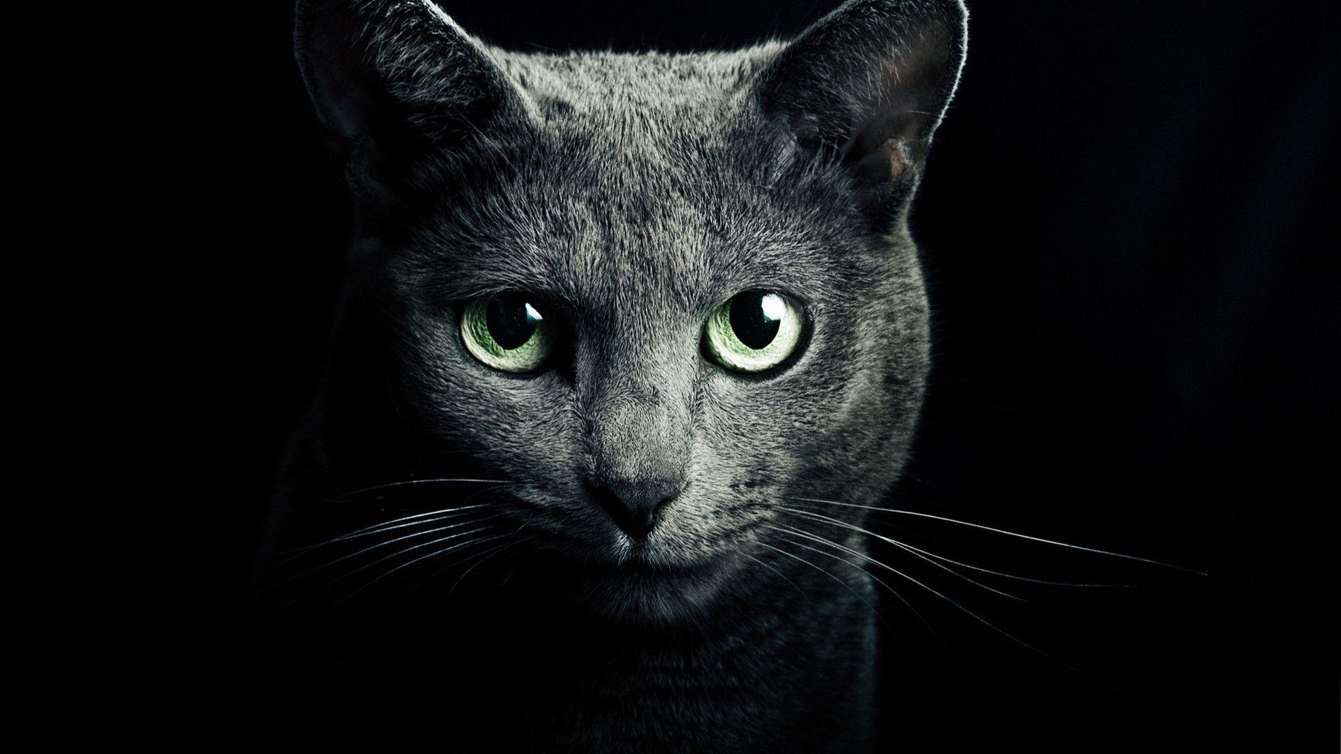 Black Cats With Green Eyes Background Wallpaper
