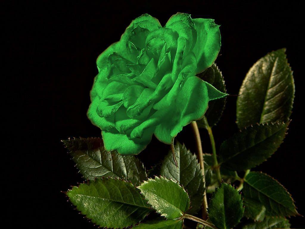 Green Rose Wallpapers - Wallpaper Cave