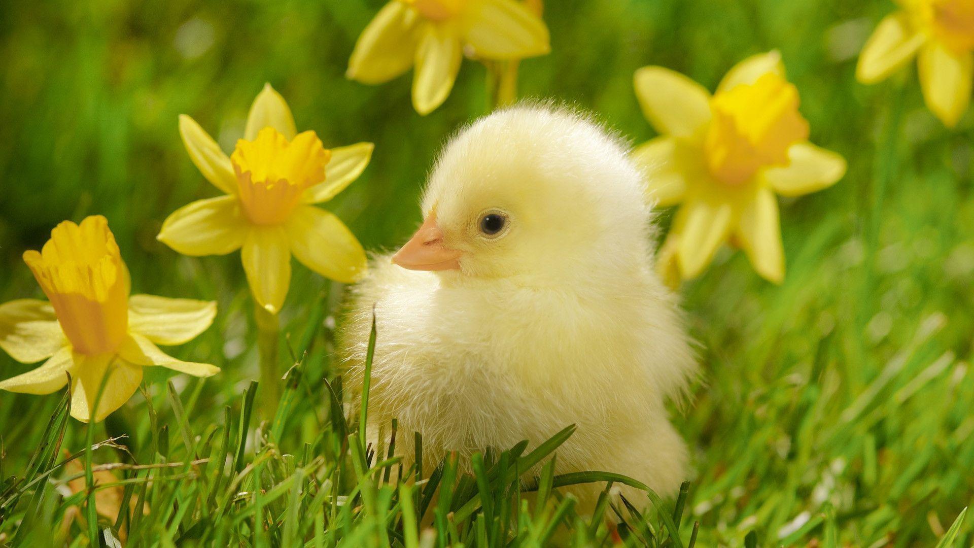 Download Baby Duck Beside Flowers HD Pet Wallpaper Duck