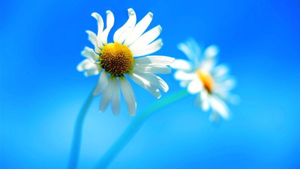 Flowers For > Beautiful Flowers Wallpaper