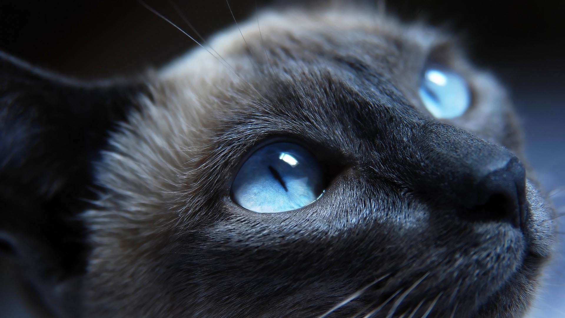 Cat Blue Eyes HD Wallpapers » FullHDWpp
