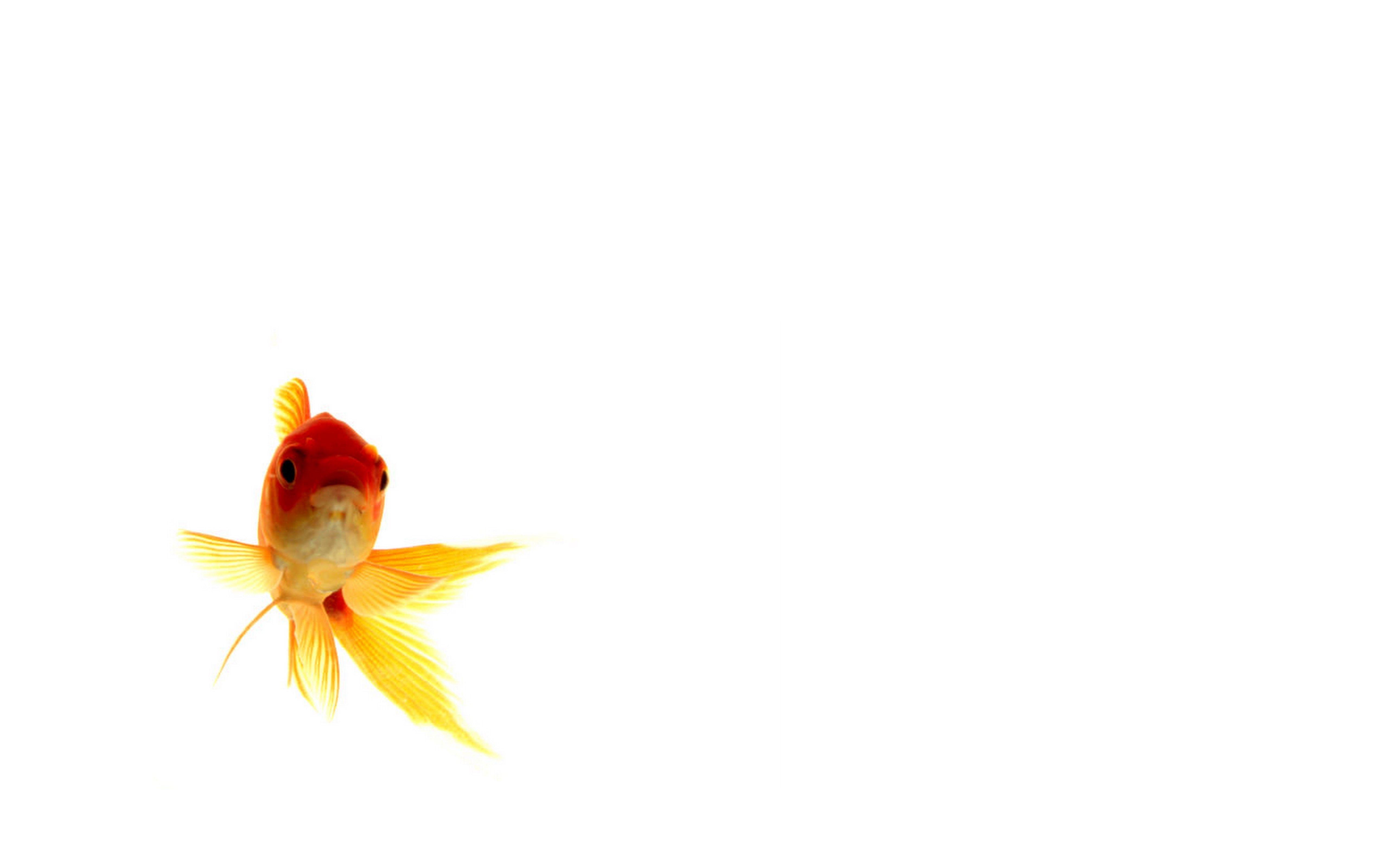 Wallpaper For > Goldfish Wallpaper HD