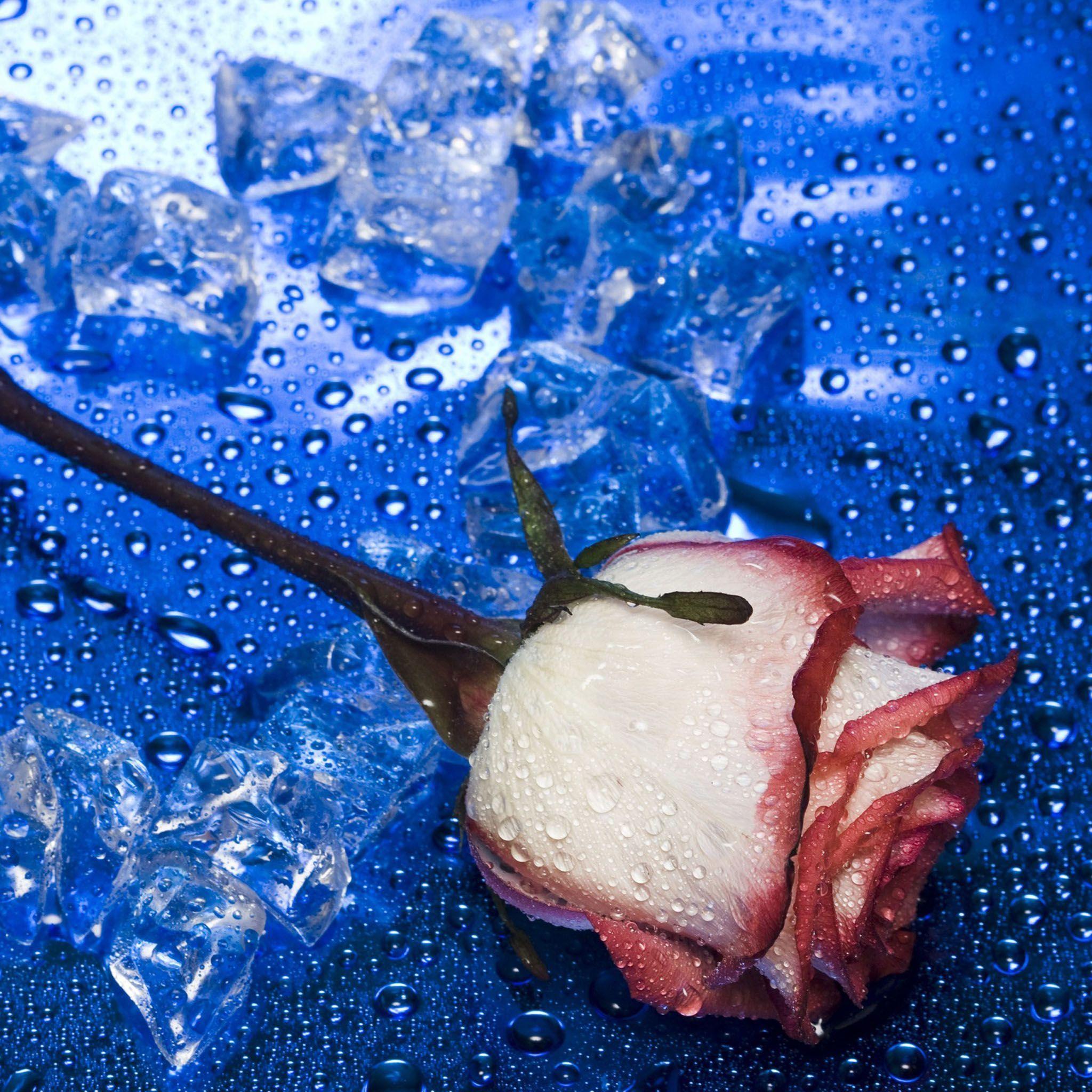 Background Blue Heart Shaped Roses Seasonal Flowers / HD iPad