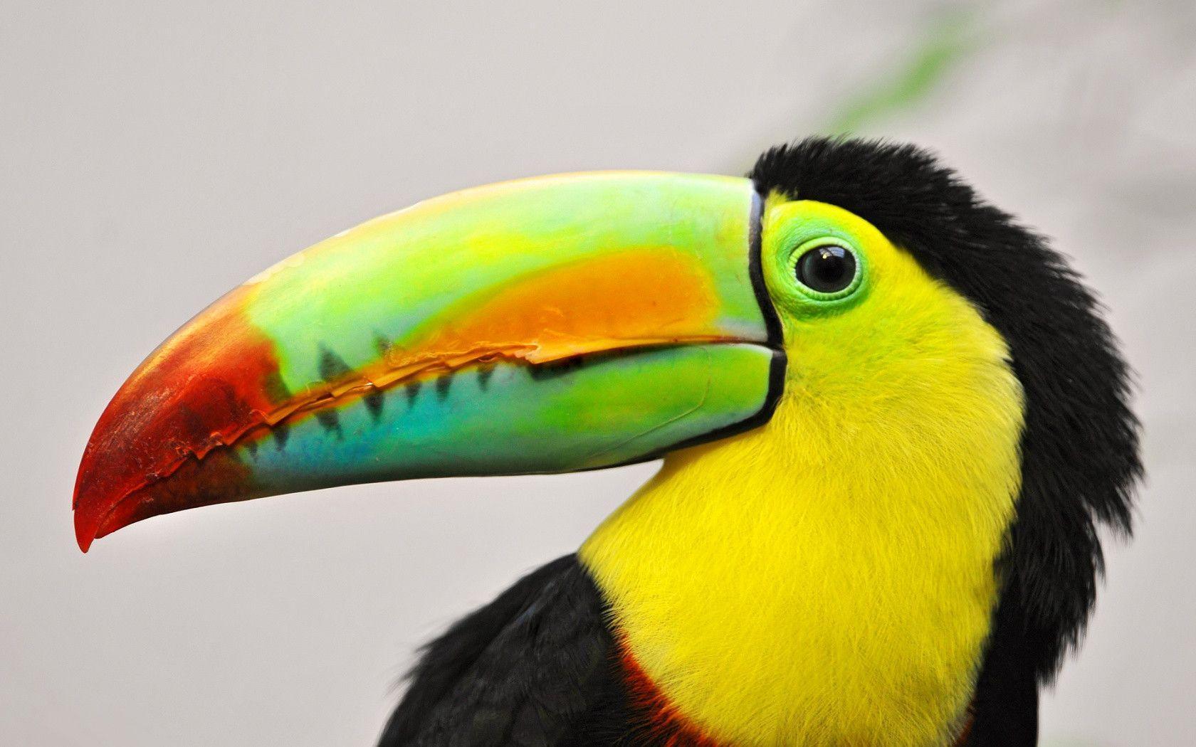 Toucan Wallpapers - Wallpaper Cave