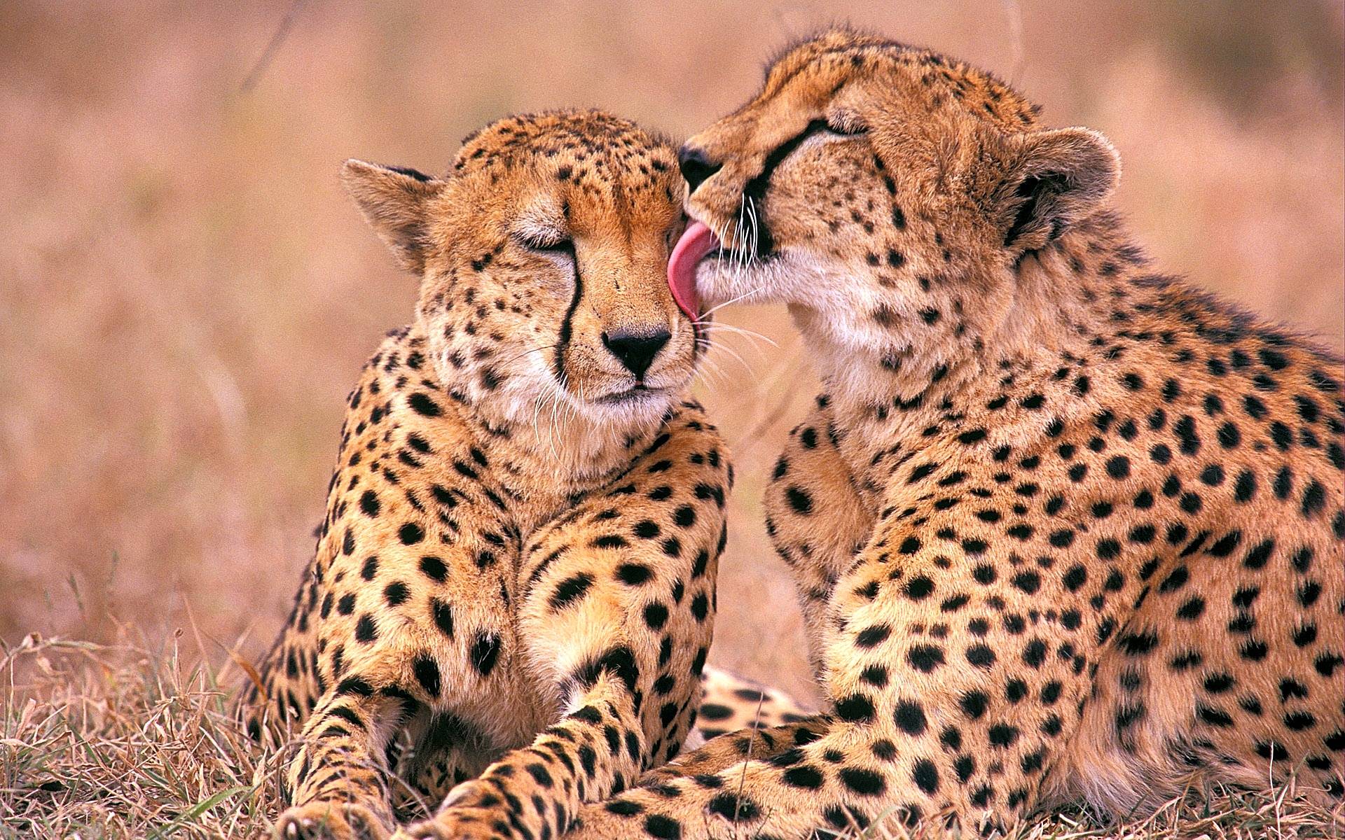 image For > Cute Cheetah Wallpaper