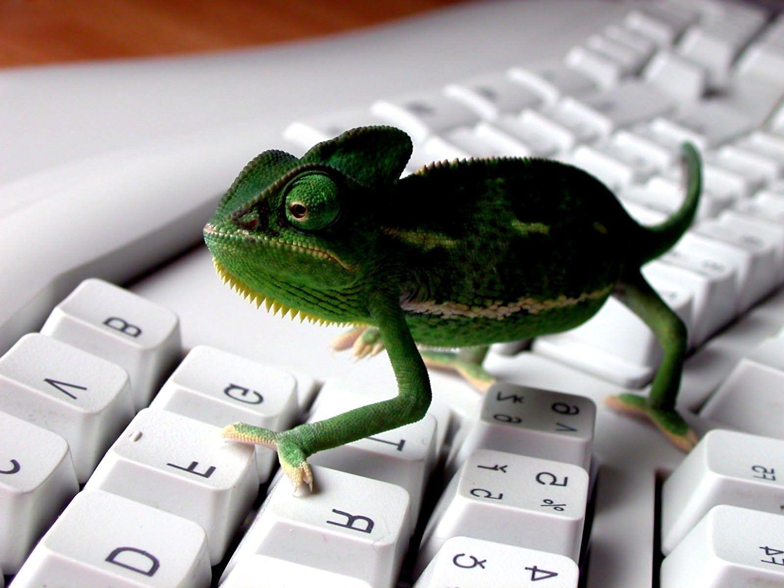 Green Lizard Walking on Computer Keyboard Wallpaper and Photo